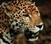 Jaguar: Portrait of Xena