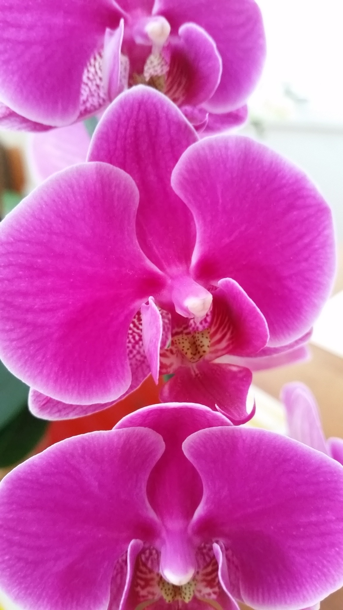 Orchid, 10cm (B)