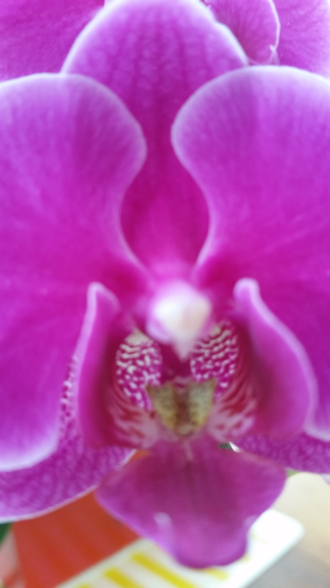 Orchid, 5cm