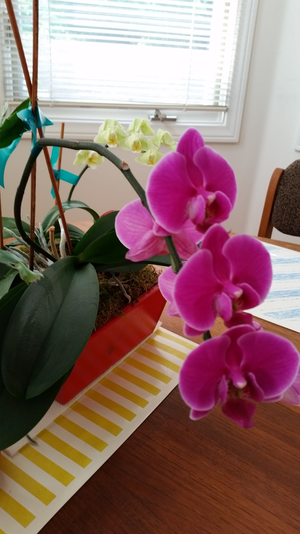 Orchid, back focus