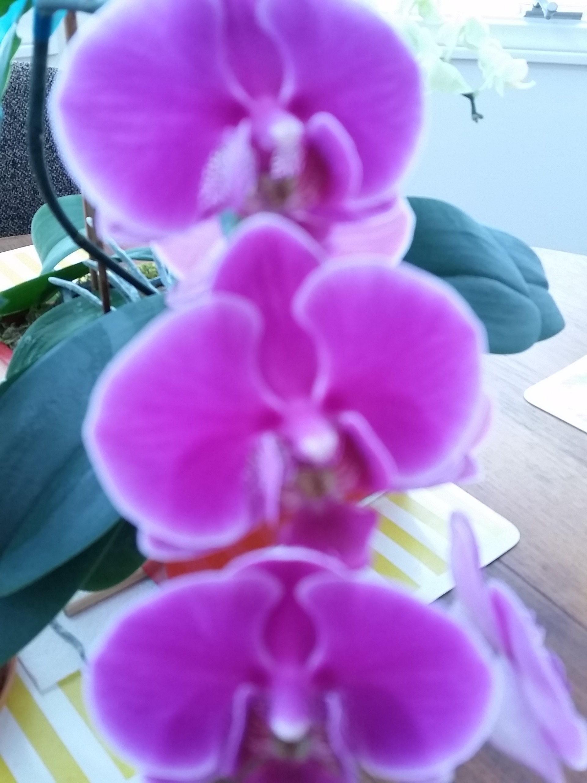 Orchid, 10cm (C)