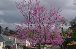 Cherry Blossoms (#1)