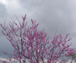 Cherry Tree and Clouds