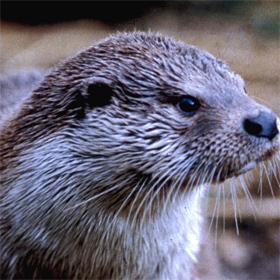 Portrait of Selen (otter)