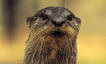 Otter logo image