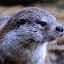 Otter: Portrait of Selen