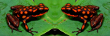 Ranitomeya dorisswansonae, Amazon poison dart frog